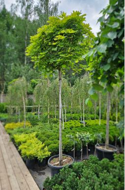 Клен остролистный Глобозум (Globosum)