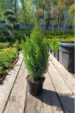 Можжевельник китайский Стрикта (Stricta)