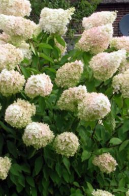 Гортензия метельчатая Грандифлора (Grandiflora)