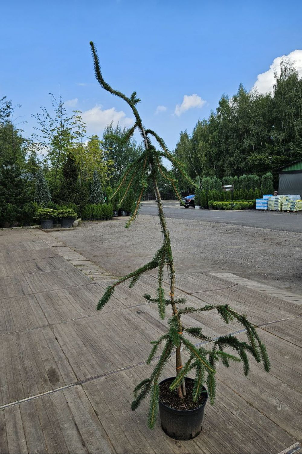 Ель обыкновенная Кранстони (Cranstonii) купить в городе Бийск